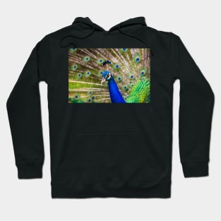 Peacock Showing Off Hoodie